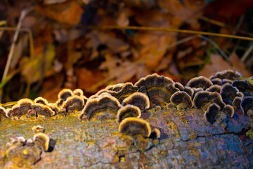 Mushrooms on a tree