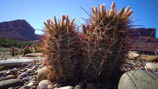 Flowering cactus plants Sclerocactus sp. (parviflorus)  in Canyonlands National Park, Utha