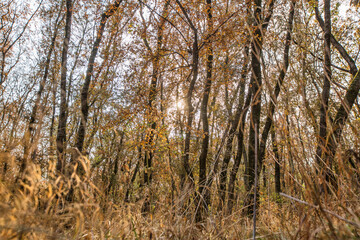 Autumn deciduous forest. City Park. Stavropol. Caucasus.