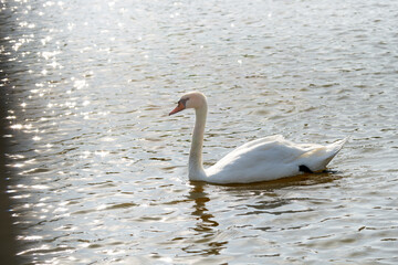 Fototapeta premium Mute Swan. Large white water bird. Floating on the lake