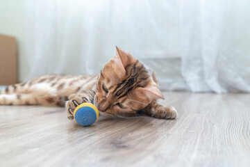 Fototapeta na wymiar Cute tabby cat playing with a toy ball.