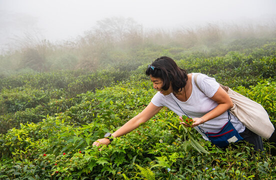 woman picking wild strawberries in the highlands of Sri Lanka