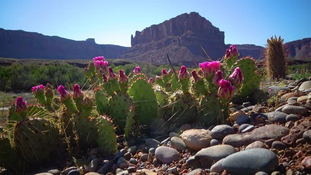 Flowering cactus plants, Pink flowers of Opuntia sp. (polyacantha) in Canyonlands National Park, Utha