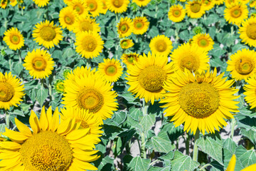 close-up view of a field of sunflowers in sunny day