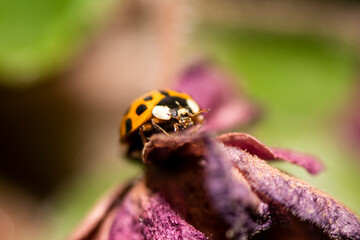 Macro photo. Small red-orange ladybug. Soft and blurred background.