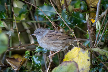 Hedge Accentor (Dunnock) in a hedge in Sussex