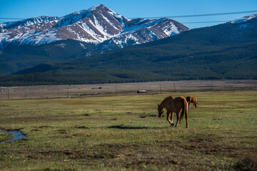 Leadville Colorado Horse Grazing and Rocky Mountains - 392077214
