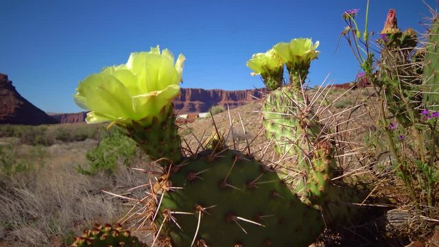 Flowering cactus plants, Yellow flowers of Opuntia sp. (polyacantha) in Canyonlands National Park, Utha