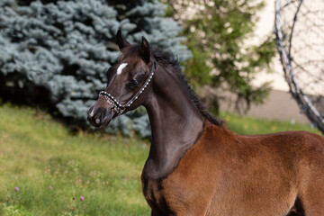 Portrait of a beautiful young black arabian horse on natural background, foal's head closeup