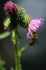 Freigestelltes Motiv von Distelblüte mit Biene bei der Nektarsuche vor dunkelgrauem Hintergrund - Stockfoto