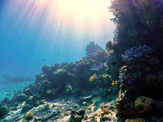 Schilderijen op glas underwater scene with coral reef © Johan