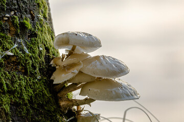 Mushrooms on a tree trunk against a light background