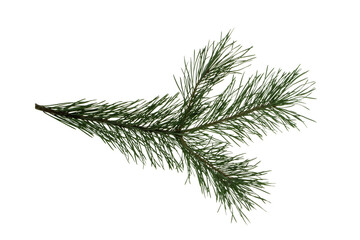 pine branch with green needles, isolate on a white background