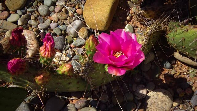 Flowering cactus plants, Pink flowers of Opuntia sp. (polyacantha) in Canyonlands National Park, Utha