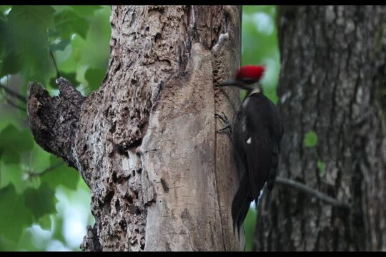 Pileated Woodpecker, Fernbank Forest, Atlanta, Georgia