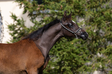 Portrait of a beautiful young black arabian horse on natural background, foal's head closeup