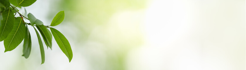 Closeup of green nature leaf on blurred greenery background in garden with bokeh and copy space using as background cover page concept.