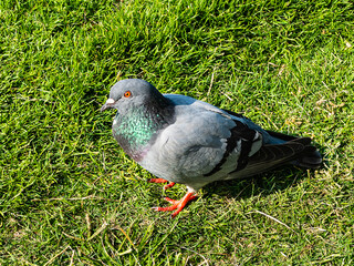 Dove with spots on a background of green grass