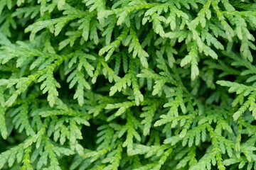 Coniferous plant close up green background