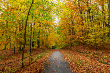 Fototapeta na wymiar A path leads through the colorful autumn forest