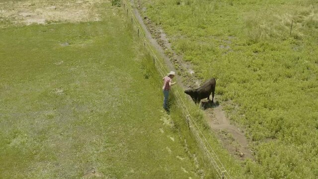 Cowboy rancher petting cow