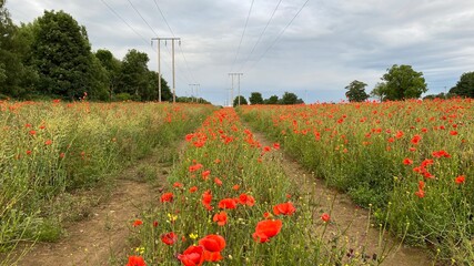 Poppy Field