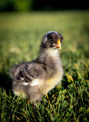 Farmyard Baby Chicks