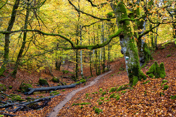 Irati forest in Navarra, Spain.