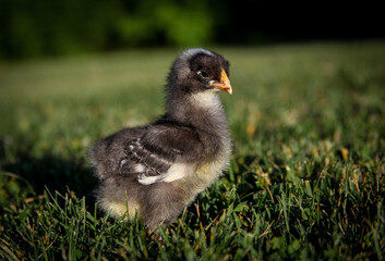 Farmyard Baby Chicks