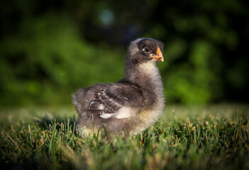 Farmyard Baby Chicks