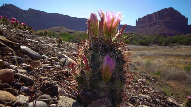 Flowering cactus plants Sclerocactus sp. (parviflorus)  in Canyonlands National Park, Utha