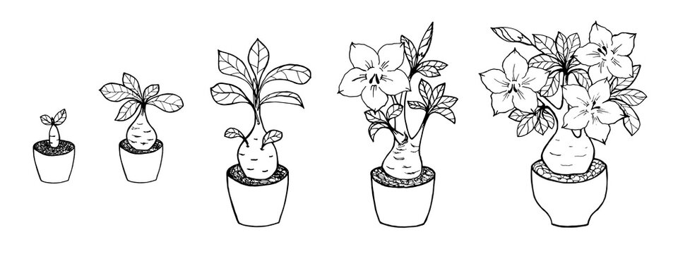 Adenium home flower elements set, stages of growth, development. Black outline drawing with white fill on a white background.