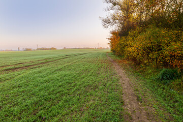 A footpath at the edge of the field leads along bushes colored in autumn. Trees line the horizon, with the cloudless sky colored red and blue.