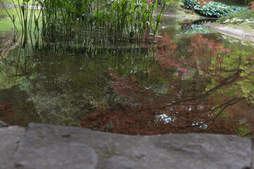 water flowing in the forest