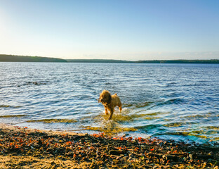 Cute Puppy plays in water.