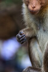 Close-up of the monkey's head, arms and legs. State Of Goa. India