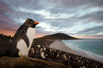 Close up of Southern rockhopper penguin standing on a rock at sunset - obrazy, fototapety, plakaty
