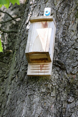 A flat for bats in the chestnut forest