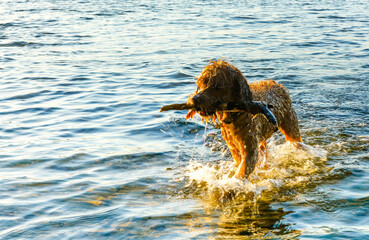 Cute dog playing in water.