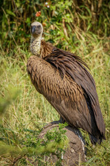 Portrait of a White-backed vulture (Gyps africanus), Lake Mburo National Park, Uganda.