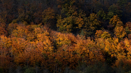 Colorful autumn forest in the beautiful evening light
