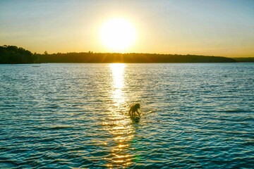 Cute dog walks on pond at sunset.