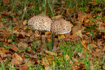 Two mushrooms stand in the brown leaves.