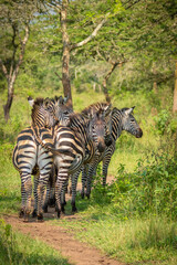 Fototapeta na wymiar Herd of plains zebra, equus quagga, equus burchellii, common zebra, Lake Mburo National Park, Uganda.