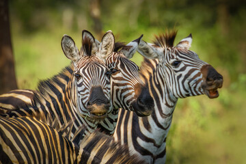 Naklejka premium Herd of plains zebra, equus quagga, equus burchellii, common zebra, Lake Mburo National Park, Uganda.