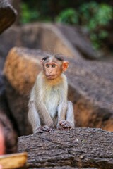 The monkey is sitting on a rock. State Of Goa. India