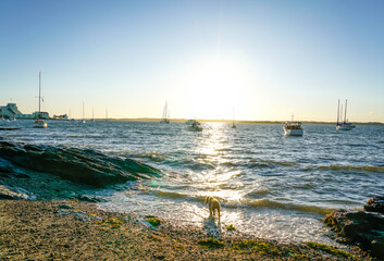 Dog plays in scenic waters.