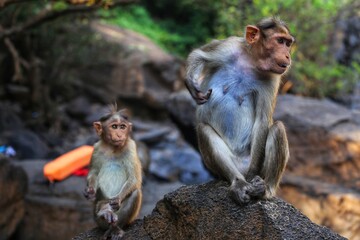 The monkey is sitting on a rock. State Of Goa. India