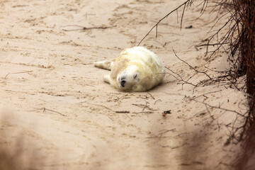 The little baby seal was only recently born. It lies exhausted in the sand and sleeps.