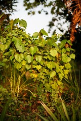 autumn leaves on a tree